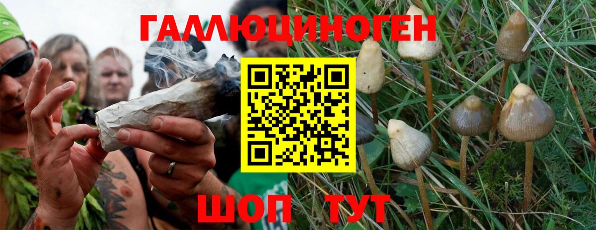 Галлюциногенные грибы Psilocybe Оренбург